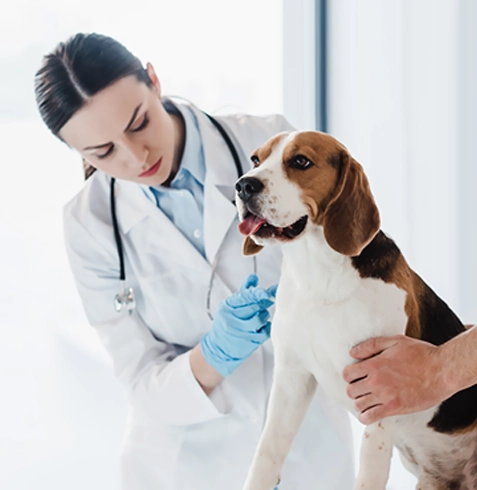 Çamlıhemşin Veteriner